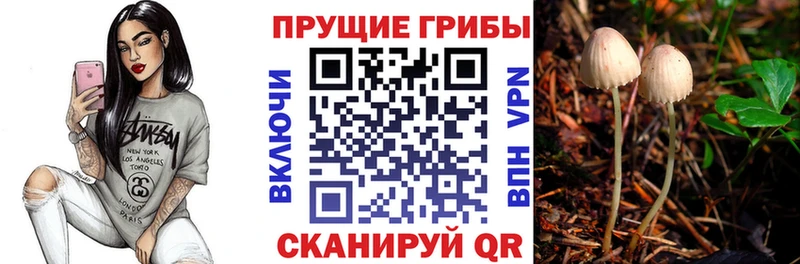 купить наркотики цена  Кубинка  Галлюциногенные грибы Psilocybe 